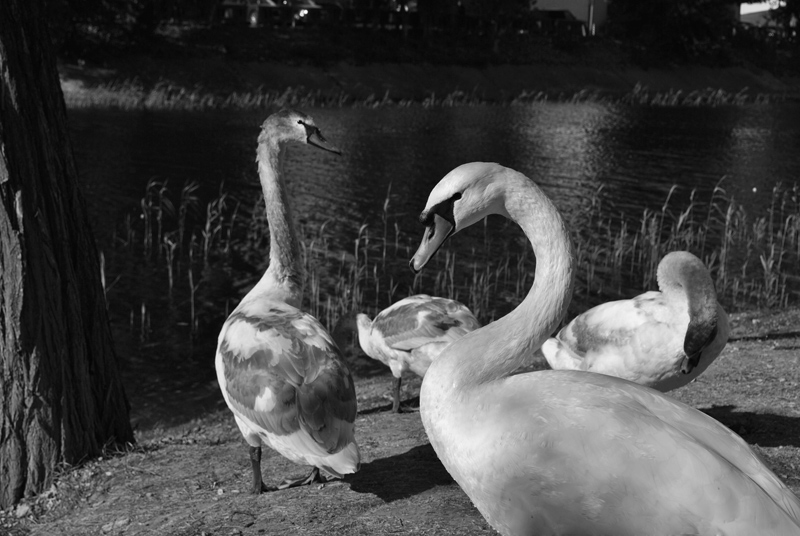 1164 :: Swans sunny day